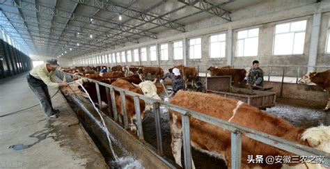 丰都：肉牛设施养殖 拓宽增收渠道|能源|肉牛|牧草_新浪新闻