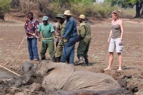 非洲真实一幕，小象死活不愿离开将死的妈妈