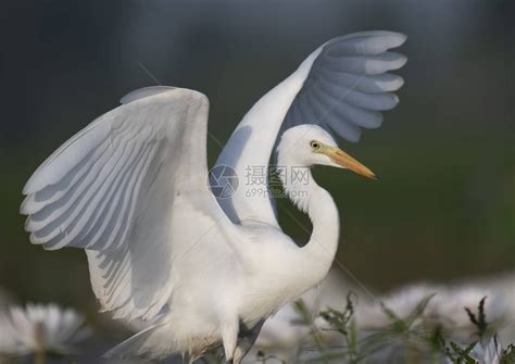 早晨的白鹭高清图片下载-正版图片502870010-摄图网