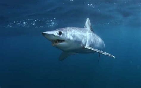鲨鱼种类及图片大全 - 百科 - 酷钓鱼