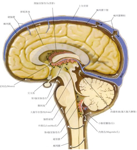 脑脊液外引流 - 脑医汇 - 神外资讯 - 神介资讯