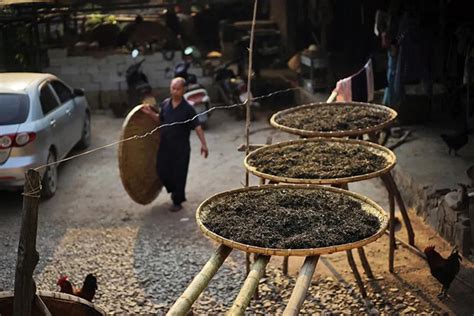 中缅边境这个地图上找不到的小寨子 却产着中国最好喝的普洱茶-搜狐大视野-搜狐新闻