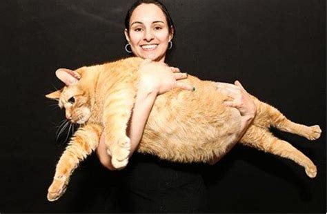 世界上最胖最重的猫 23公斤重的俄罗斯凯蒂（一直减肥）_探秘志