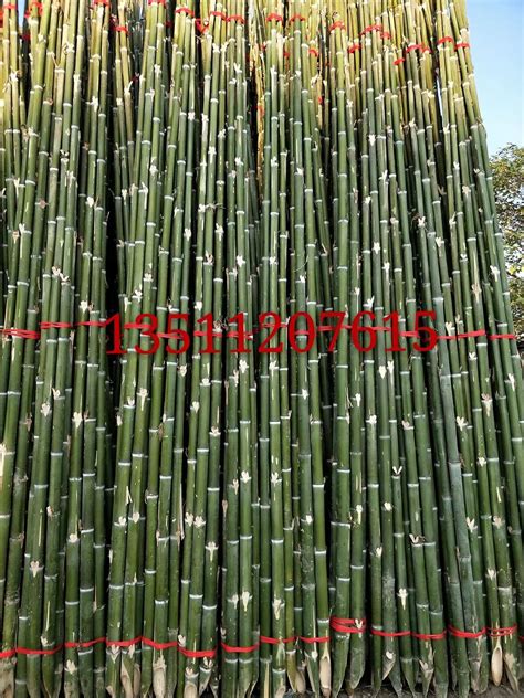 绿化刚竹批发 四季常青庭院竹子 青竹 供应园林竹类植物-阿里巴巴