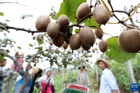 软枣猕猴桃几年结果？软枣猕猴桃品种排名-种植技术-中国花木网