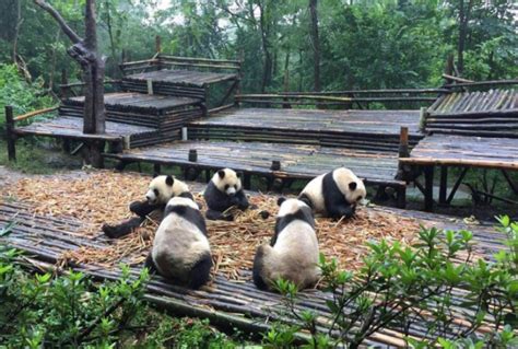 “五一”假期大熊猫“花花”带动26.4万游客参观成都大熊猫繁育研究基地