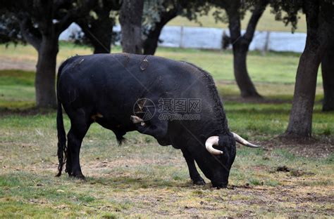 西班牙的大公牛高清图片下载-正版图片505553098-摄图网