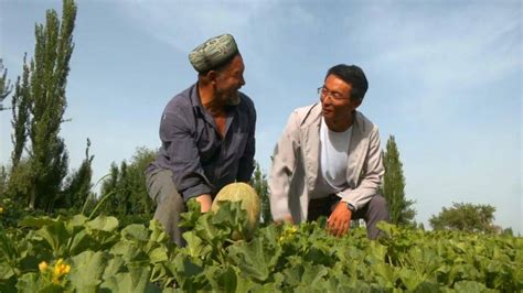 喀什市英吾斯坦乡千亩双膜瓜迎来丰收季_种植_英买_里村