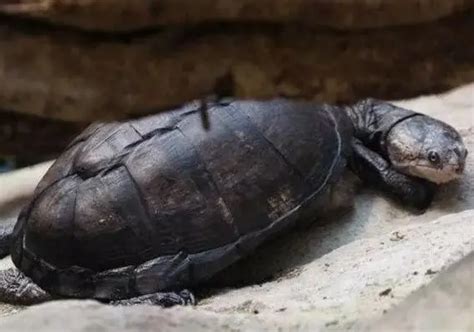 2分钟看完巨型龟的成长过程，素食龟长得就是大_腾讯视频