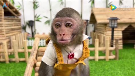 野生动物景点猴子母猴小猴依偎摄影图配图高清摄影大图-千库网