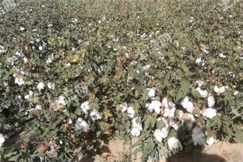 去新疆承包土地种棉花怎么样？承包一亩地大概需要多少钱？
