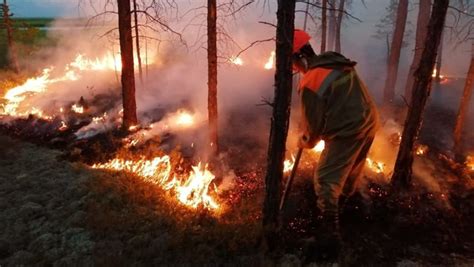 俄航空护林局：过去一天俄罗斯扑灭30多起森林火灾 - 2019年8月4日, 俄罗斯卫星通讯社