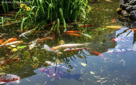 小区池塘里常见的鱼,小区最常见的鱼,河里常见的小鱼苗(第3页)_大山谷图库