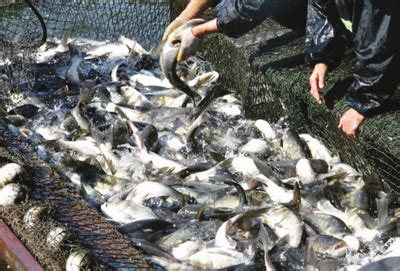 湛江绿色水产养殖探秘：深水网箱养殖的鱼，“肉质堪比野生”_对虾