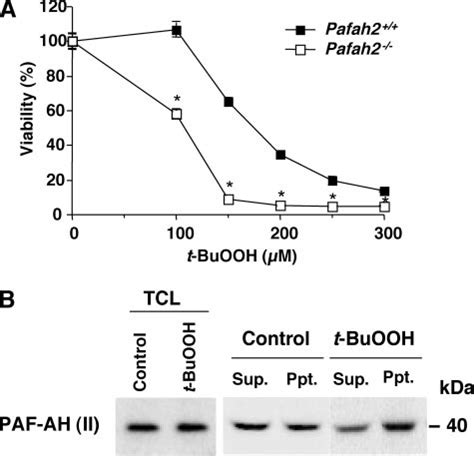 t-BuOOH-triggered ferroptosis is executed independently from ...
