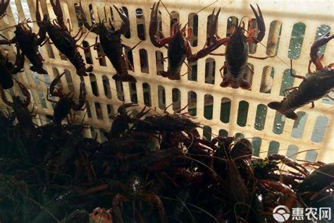 汛期捕捞食用小龙虾有什么危害-野生的小龙虾到底能不能吃-趣丁网