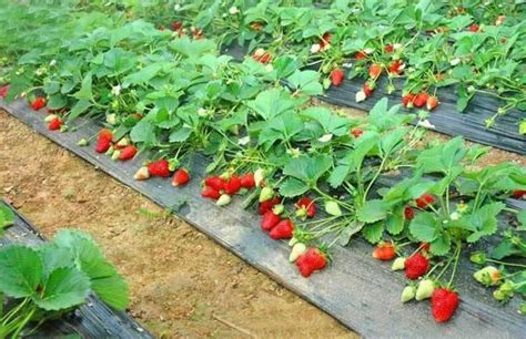 草莓有哪些品种-百度经验
