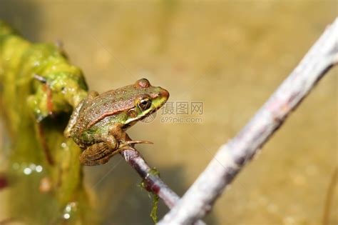 野生动物青蛙高清图片下载-正版图片307800319-摄图网