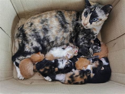 有八只小猫的雌猫睡在高清图片下载-正版图片506330749-摄图网