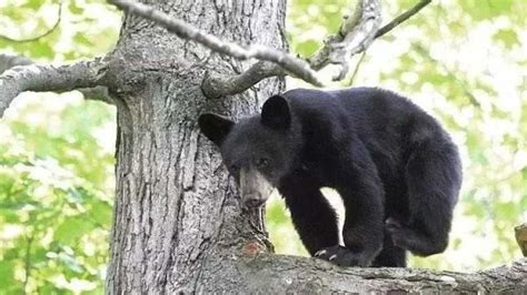 黑熊被麻醉针打中，从树上掉了下来，摄像机拍下全过程_腾讯视频