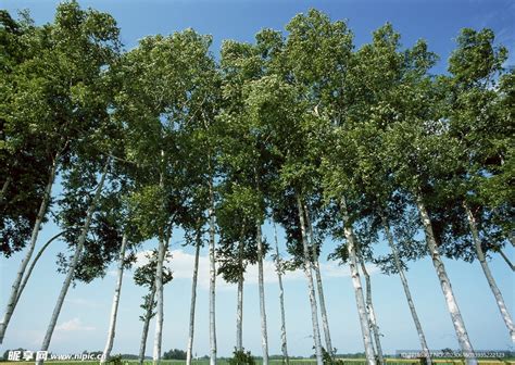 西湖景区枝叶茂盛的大树高清图片下载_红动网