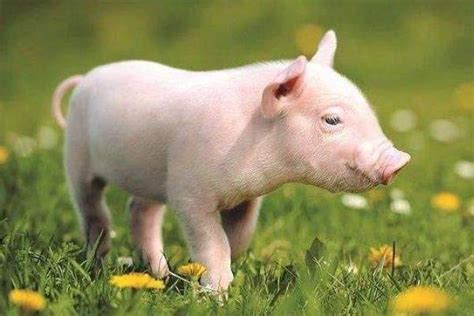 属猪的是哪年出生的，各年份猪都是什么命运？属相猪的最佳出生月份_生肖_若朴堂文化