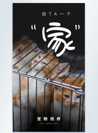 流浪猫领养宣传摄影图海报模板素材-正版图片401875020-摄图网
