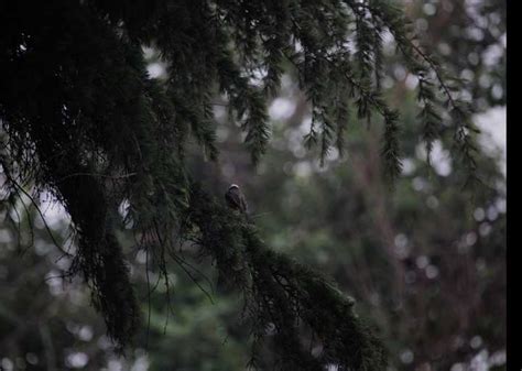 叫蓝喉鸟栖息在春天树的枝上高清图片下载-正版图片505235500-摄图网