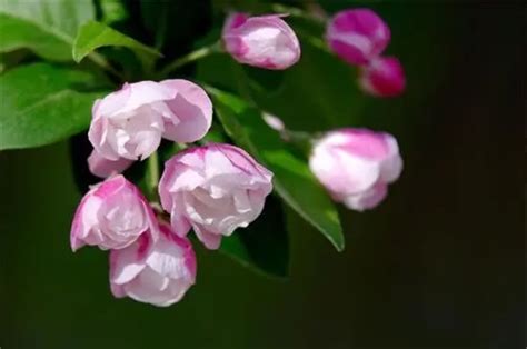 小众又浪漫的花名（漂亮小众的花卉种类名称及图片）-植物说