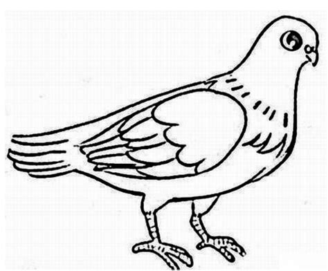 简单的鸽子怎么画_鸽子的最简单简笔画_微信公众号文章