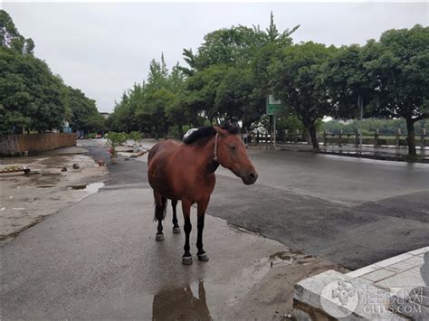 谁的马儿跑丢了,桂视网,桂林视频新闻门户网站