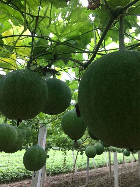 瓜蒌是什么植物-养花技巧-长景园林网