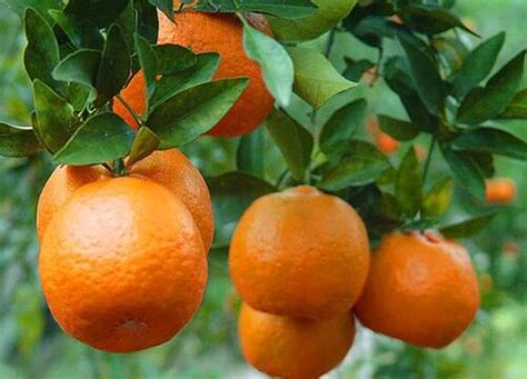 血橙是什么,血橙又叫什么名字-参考网