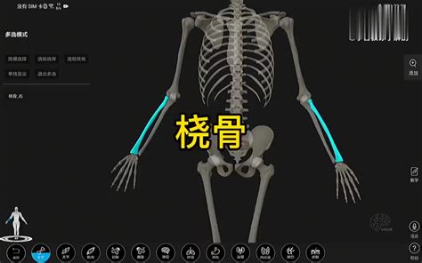 解剖大师 桡骨的3D解剖_新浪新闻