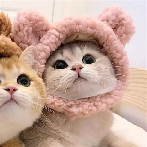 女生温柔头像猫狗狗