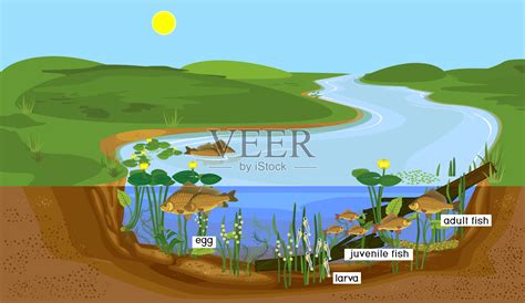 池塘生态系统和鱼类的生命周期。自然生境中鲫鱼(Carassius)淡水鱼从卵到成鱼的发育阶段顺序插画图片素材_ID:402946178-Veer图库