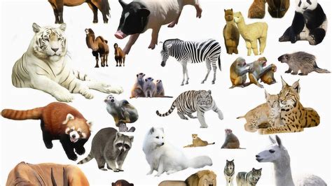 动物大合集！野生动物馆太多可爱动物！你认识多少种呢？