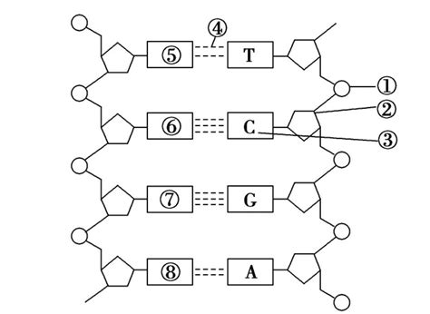 下图是DNA分子结构模式图.请据图回答下列问题: (1)组成DNA的基本单位是[ ]__________. (2)若[3]为胞嘧啶.则[4]应 ...