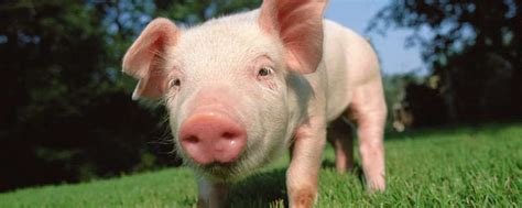 三十二种常见的猪病 三十二种常见的猪病及治疗方案-农百科