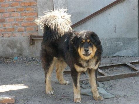 三种莱卡犬中最大的是东西伯利亚莱卡犬_[标签:标题1]