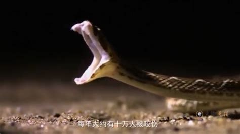 蛇之最图片：世界上最大的、最毒、最长、最美、最丑、最恐怖的蛇图片大全！_蛇的图片_毒蛇网