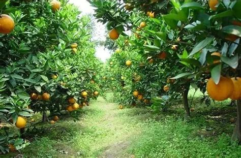 柑橘的生长习性、周期变化、需肥规律，都在这了！__凤凰网