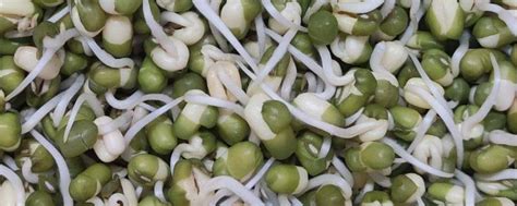 在家用绿豆怎么让它发芽呢-发绿豆芽的方法窍门-趣丁网