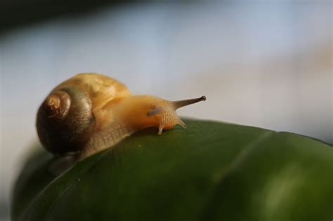 科学网—一只奇怪的蜗牛 - 姚小鸥的博文