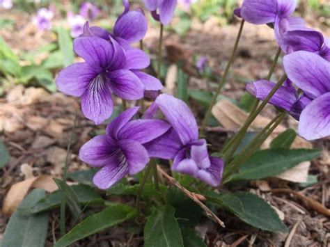 紫花地丁的开花特点（一年几次，如何栽培和繁殖）_花植网