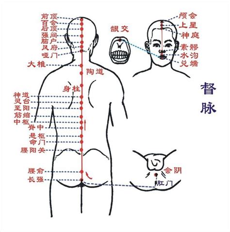 督脉经络图,任脉督脉走向图,阳跷脉的准确位置图_大山谷图库