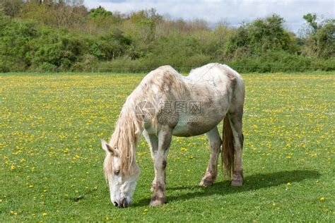 老马在草地上有花朵高清图片下载-正版图片307163167-摄图网