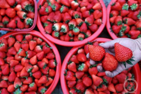 重庆哪些地方可以摘草莓 地点-价格-电话_旅泊网