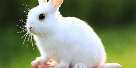 小兔子的资料和介绍（人们最喜欢的宠物之一兔子资料和介绍） | 说明书网