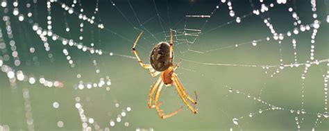 想养蜘蛛作宠物可是又有点害怕，有什么推荐的吗？ - 知乎